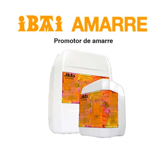promotor del amarre