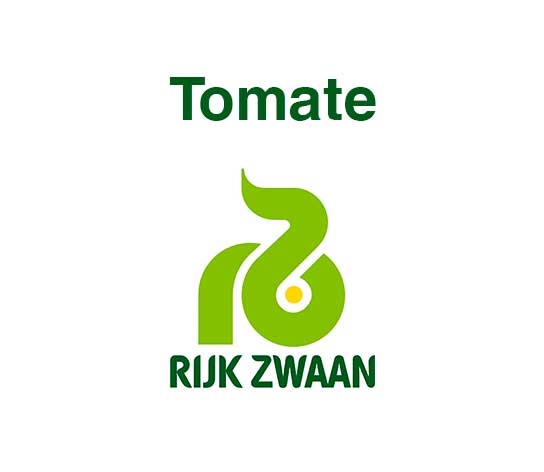 tomate