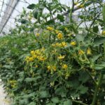 Agroquímicos Agromar plus
