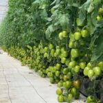 Agroquímicos Agromar plus