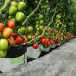 Agroquímicos Agromar plus