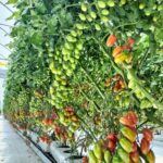 Agroquímicos Agromar plus