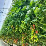 Agroquímicos Agromar plus