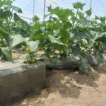 Agroquímicos Agromar plus