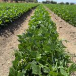Agroquímicos Agromar plus