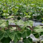 Agroquímicos Agromar plus